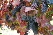 Famous Moldavian Grapes