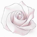 Associazione "Rosa Bianca"
