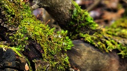 Art and Nature Walks Together: Environmental Storytelling - Animate the Inanimate