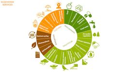 Closer to Nature - presentation for youngsters about forestry and ecosystem services